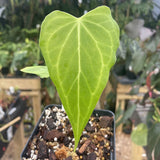 Anthurium 'Delta Force'