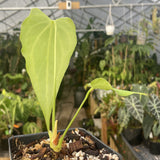 Anthurium 'Delta Force'