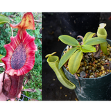 Nepenthes [(lowii x veitchii) x boschiana] x campanulata, CAR-0415