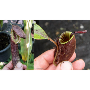 Nepenthes mirabilis var echinostoma x ampullaria 'Black Miracle', CAR-0416