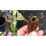 Nepenthes mirabilis var echinostoma x ampullaria 'Black Miracle', CAR-0416