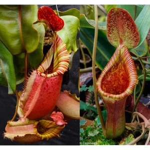 Nepenthes veitchii (Big Mama x Pink Candy Cane) #4 x Trusmadiensis SG-Seed Pod