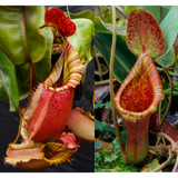 Nepenthes veitchii (Big Mama x Pink Candy Cane) #4 x Trusmadiensis SG-Seed Pod