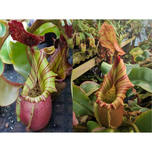 Nepenthes veitchii [(Murud x Candy) -Best Clone x (Akazukin x Bareo)], CAR-0441