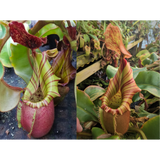 Nepenthes veitchii [(Murud x Candy) -Best Clone x (Akazukin x Bareo) #4]-Seed Pod