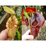 Nepenthes [(Viking x ampullaria) x northiana] x (spathulata x jacquelineae), CAR-0408