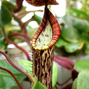 Nepenthes faizaliana, CAR-0123