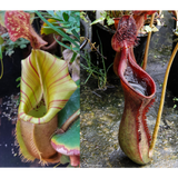 Nepenthes veitchii #5 x lowii Seed Pod