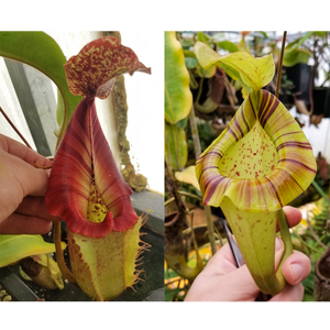 Nepenthes [(Rokko x boschiana) x veitchii] x platychila Drew McClain, CAR-0412