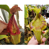 Nepenthes [(Rokko x boschiana) x veitchii] x platychila Drew McClain, CAR-0412