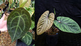 Anthurium forgetii 'Dark' x debilis, CAR-0316