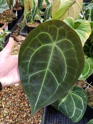 Anthurium forgetii Dark Form, CAR-0203