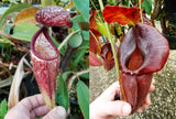 Nepenthes glandulifera x (spathulata x jacquelineae) "BE Best", CAR-0066