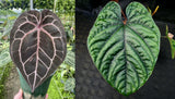 Anthurium (Red Crystallinum x magnificum) x debilis, CAR-0354