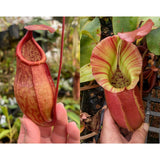 Nepenthes kampotiana x veitchii 'Pink Candy Cane', CAR-0437