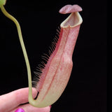 Nepenthes longifolia BE-3704