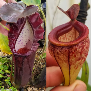 Nepenthes naga x tenuis, CAR-0443