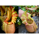 Nepenthes veitchii ("Orange" x "Candy Dreams")-Seed Pod