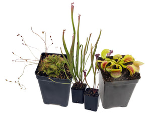 Outdoor Beginner Carnivorous Plant Collection - FREE SHIPPING