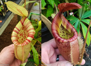 Nepenthes [(viking x ampullaria) x northiana] x {belii x [(veitchii x maxima) x veitchii)]}, CAR-0301