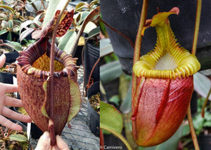 Nepenthes peltata x villosa