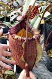 Nepenthes peltata, BE-4613