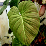 Philodendron rubrijuvenile (sp. El Choco Red)