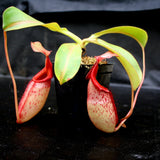 Nepenthes rajah x veitchii, BE-3730