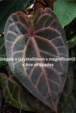 Anthurium 'Voss', CAR-0372