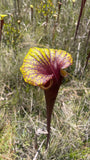 Sarracenia flava var. rubricorpora