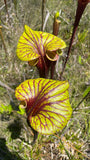 Sarracenia flava var. rubricorpora