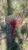 Sarracenia flava var. rubricorpora