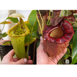 Nepenthes {truncata x [(lowii x veitchii) x campanulata]} x (pelata x tenuis), CAR-0406