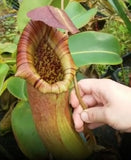 Nepenthes sibuyanensis "Patches" x truncata (c) - Giant, CAR-0029