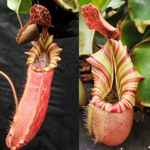 Nepenthes [(Song of Melancholy x veitchii) x veitchii "L15"] x veitchii "Candy Dreams"-Seed Pod