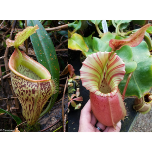 Nepenthes talangensis x veitchii "Cobra", CAR-0386