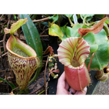 Nepenthes talangensis x veitchii "Cobra", CAR-0386