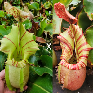 Nepenthes veitchii (Thai Bareo Giant x "Candy Dreams")-Seed Pod