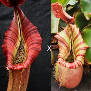 Nepenthes {[(lowii x veitchii) x boschiana)] x veitchii "The Wave"} x veitchii "Candy Dreams"-Seed Pod