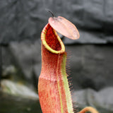 Nepenthes truncata x peltata "Red Phantom"