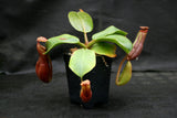 Nepenthes truncata (d) x mira, CAR-0075