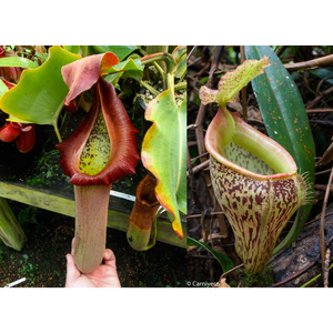 Nepenthes truncata (d) x talangensis, CAR-0371