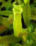 Nepenthes neoguineensis, BE-4539