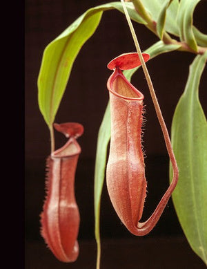 Nepenthes vieillardii