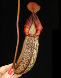 Nepenthes spectabilis x bongso