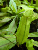 Nepenthes neoguineensis, BE-4539