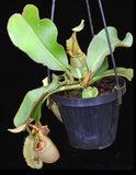 Nepenthes veitchii Bareo, BE-4033