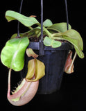 Nepenthes veitchii Bareo, BE-4033