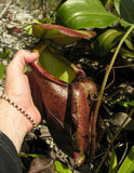 Nepenthes treubiana