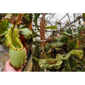 Nepenthes veitchii (JB x variegated)-Seed Pod